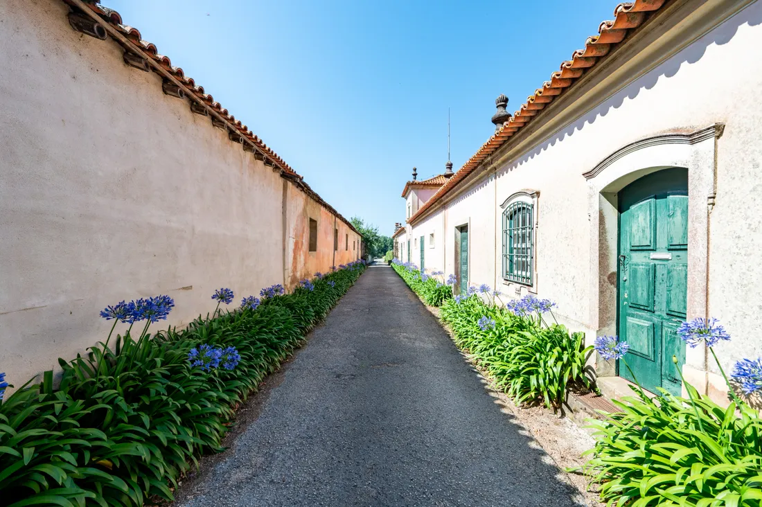 Estate in Anadia, Aveiro District, Portugal