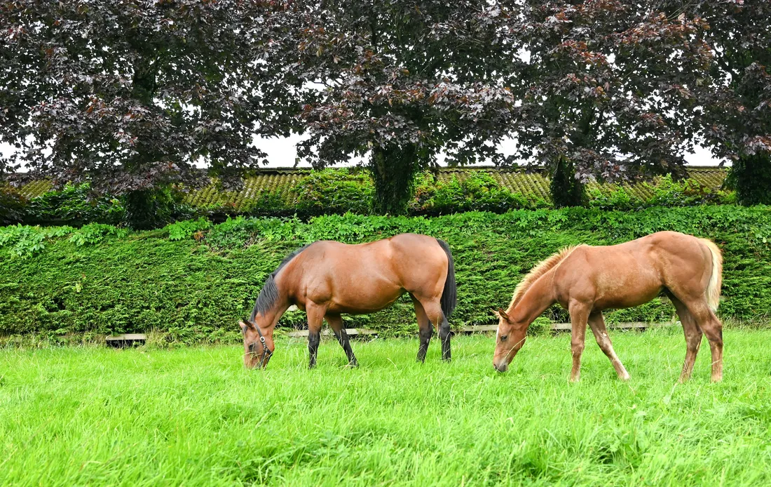 Farm Ranch in Tara, County Meath, Ireland