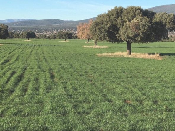 Estate in Ciudad Real, Castile-La Mancha, Spain